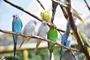 imgonline com ua CompressToSize AC2lqxESihy2nm पोपट वर निबंध | parrot essay in marathi