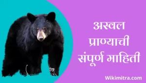 Bear Information In Marathi