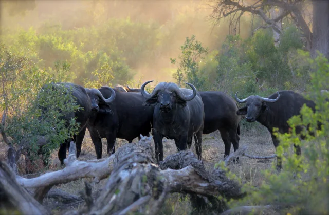 Buffalo Information In Marathi