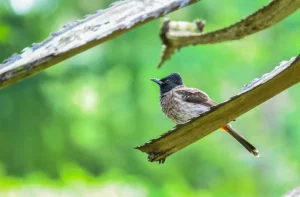 Bulbul Bird Information In Marathi