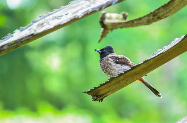 Bulbul Bird Information In Marathi