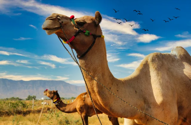 Camel Information In Marathi