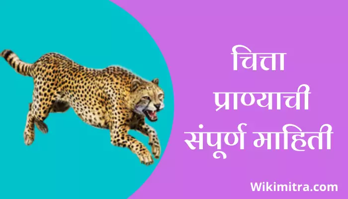 Cheetah Information In Marathi 