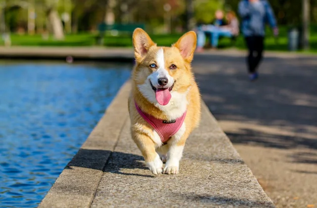 Dog Information In Marathi