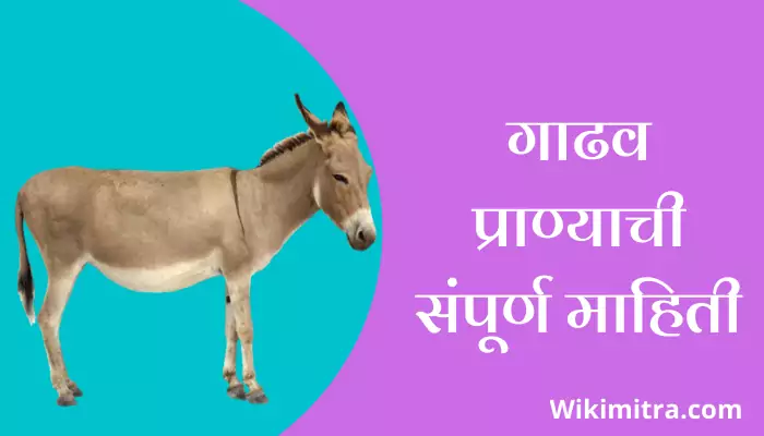 Donkey Information In Marathi