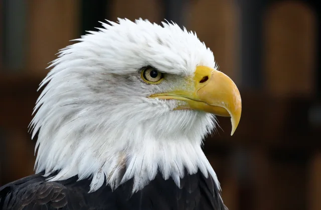 Eagle Bird Information In Marathi