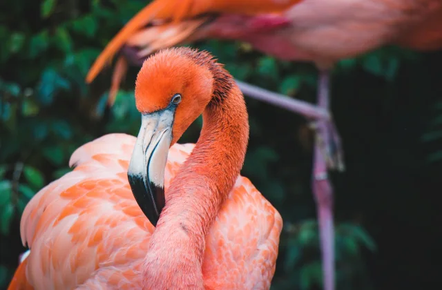 Flamingo Bird Information In Marathi