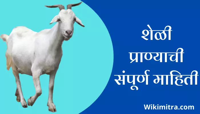 Goat Information In Marathi