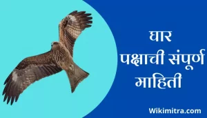 Kite Bird Information In Marathi