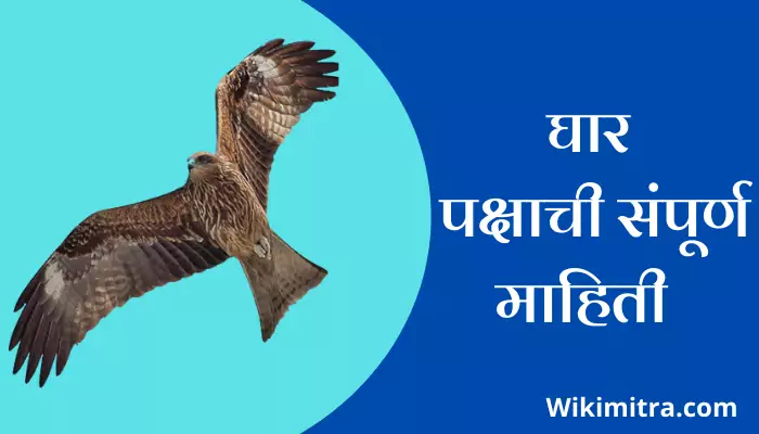 Kite Bird Information In Marathi घार पक्षाची संपूर्ण माहिती Kite Bird Information In Marathi