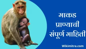 Monkey Information In Marathi