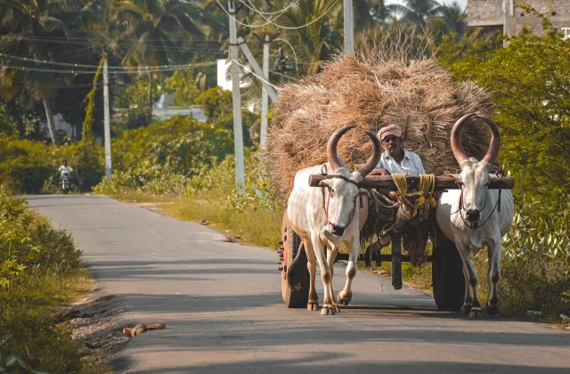Ox Information In Marathi