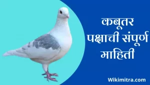 Pigeon Bird Information In Marathi
