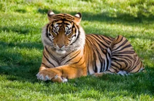 Tiger Information In Marathi