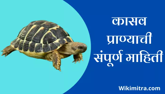Turtle Information In Marathi
