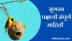 Weaver Bird Information In Marathi