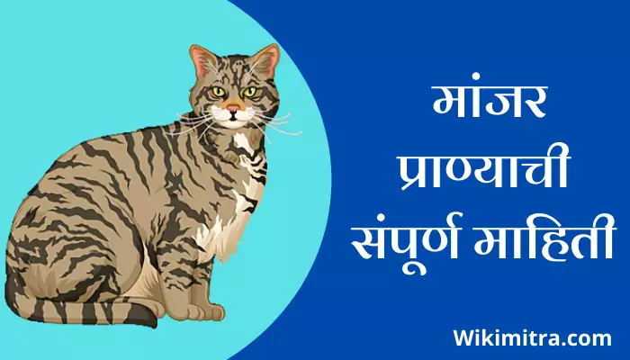 Cat Information In Marathi