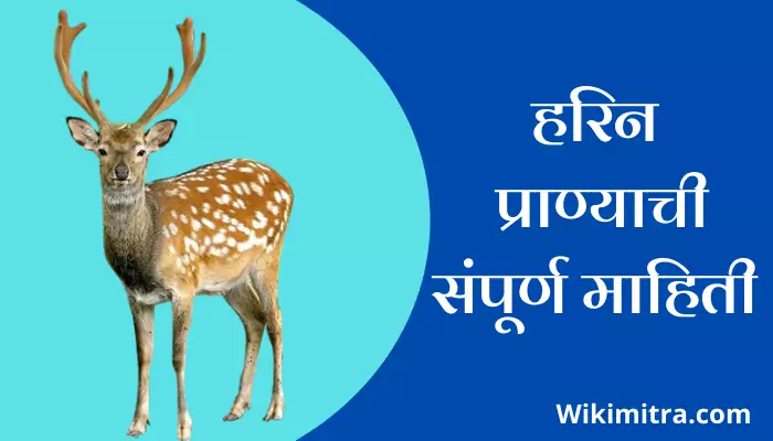 Deer Information In Marathi