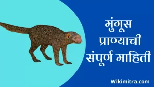 Mongoose Information In Marathi