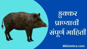 Pig Information In Marathi