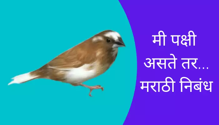 Mi Pakshi Aste Tar Essay In Marathi