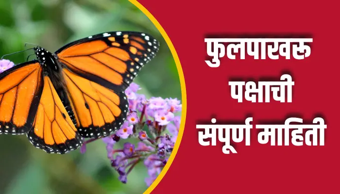 Butterfly Information In Marathi