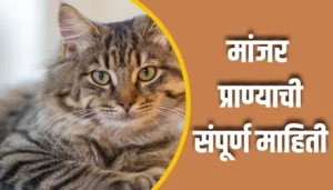 Cat Animal Information In Marathi