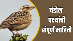 Chandol Birds Information In Marathi