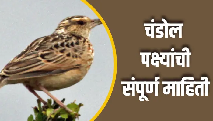 चंडोल पक्ष्यांची संपूर्ण माहिती Chandol Birds Information In Marathi 1 Chandol Birds Information In Marathi