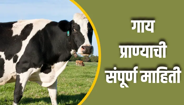 Cow Animal Information In Marathi