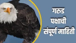 Eagle Birds Information In Marathi