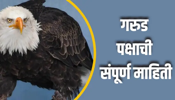गरुड पक्षाची संपूर्ण माहिती Eagle Birds Information In Marathi 1 Eagle Birds Information In Marathi