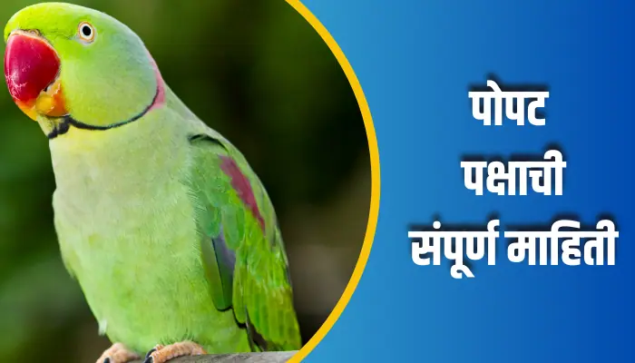 पोपट पक्षाची संपूर्ण माहिती Parrot Bird Information In Marathi 1 Parrot Bird Information In Marathi