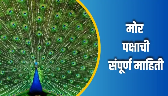 मोर पक्षाची संपूर्ण माहिती Peacock Bird Information In Marathi 1 Peacock Bird Information In Marathi
