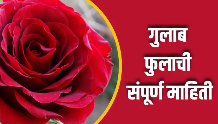 गुलाब फुलाची संपूर्ण माहिती Rose Flower Information In Marathi 1 Rose Flower Information In Marathi