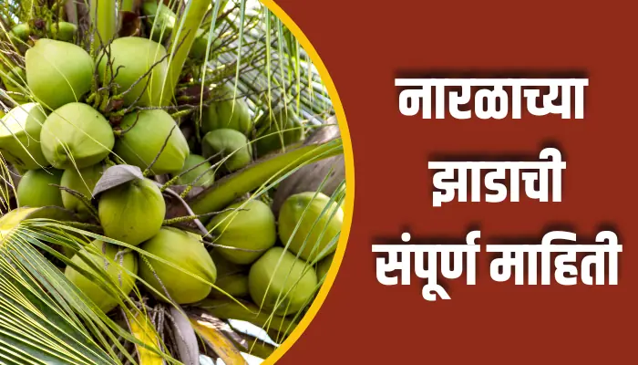 Coconut Tree Information In Marathi