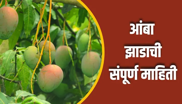 Mango Tree Information In Marathi