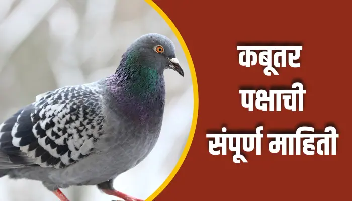 Pigeon Bird Information In Marathi