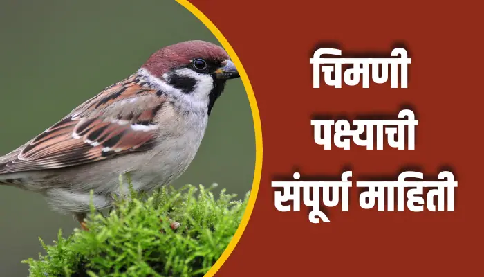 Sparrow Bird Information In Marathi चिमणी पक्ष्याची संपूर्ण माहिती Sparrow Bird Information In Marathi