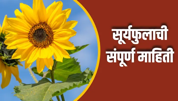 सूर्यफुलाची संपूर्ण माहिती Sunflower Information In Marathi 1 Sunflower Information In Marathi