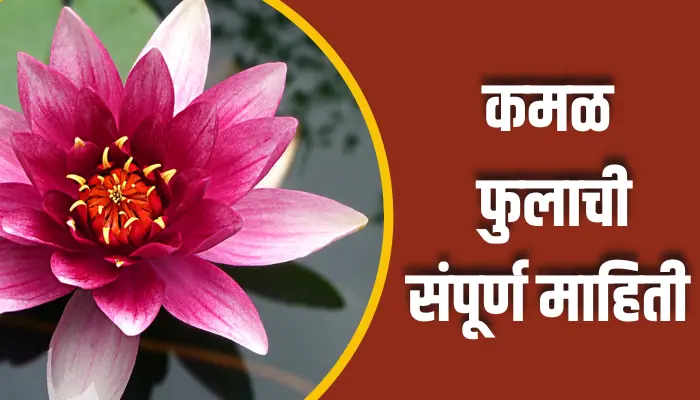 कमळ फुलाची संपूर्ण माहिती Lotus Flower Information In Marathi 1 Lotus Flower Information In Marathi