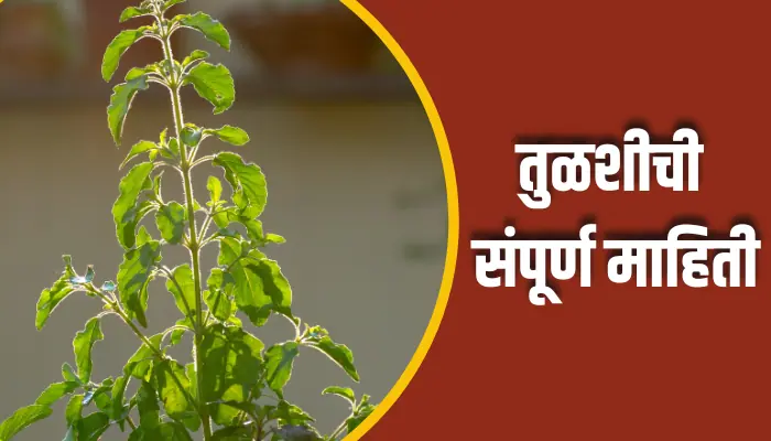 Tulsi Information In Marathi