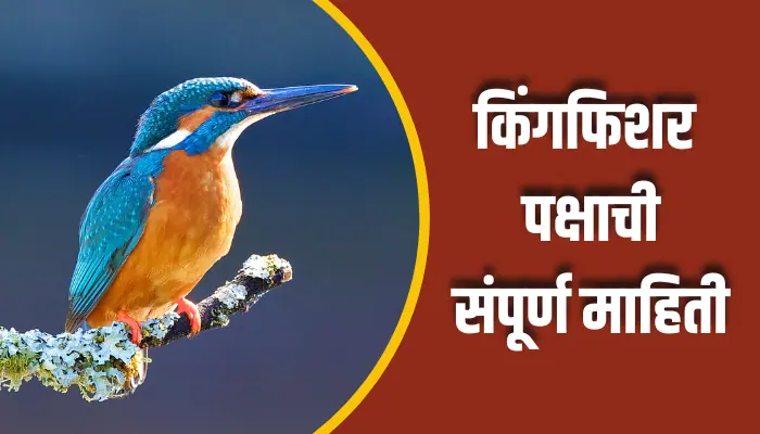 किंगफिशर पक्षाची संपूर्ण माहिती kingfisher Bird Information In Marathi 1 kingfisher Bird Information In Marathi