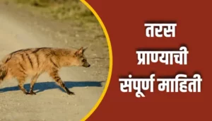 Aardwolf Animal Information In Marathi