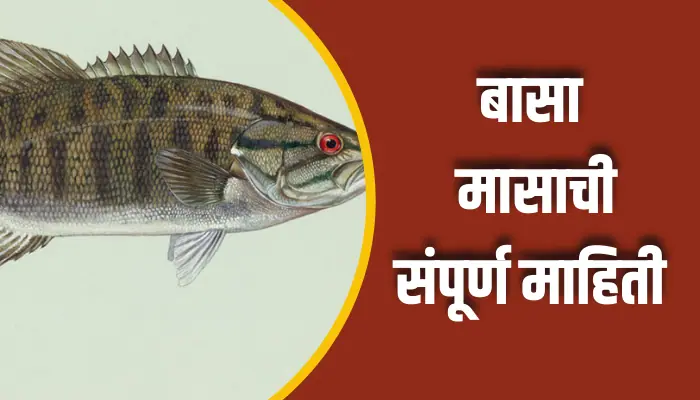 बासा मासाची संपूर्ण माहिती Basa Fish Information In Marathi 1 Basa Fish Information In Marathi