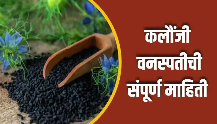 कलौंजी वनस्पतीची संपूर्ण माहिती Kaloonji Plant Information In Marathi 1 Kaloonji Plant Information In Marathi