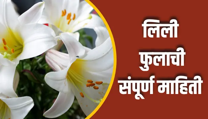 लिली फुलाची संपूर्ण माहिती Lily Flower Information In Marathi 1 Lily Flower Information In Marathi