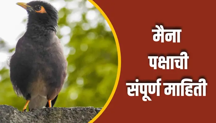Maina Bird Information In Marathi