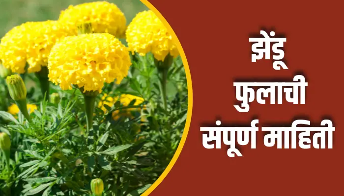 झेंडू फुलाची संपूर्ण माहिती Marigold Flower Information In Marathi 1 Marigold Flower Information In Marathi
