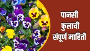 Pansi Flower Information In Marathi